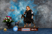 Doberman Pinscher #38 Thurs  WB BOW Judge Eric Liebes