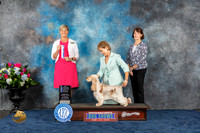 English Cocker #10 Thurs WB BOW Judge Cheryl Paterson