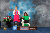 English Springer Spaniel #16 Thurs BOW BO Judge Cheryl Paterson