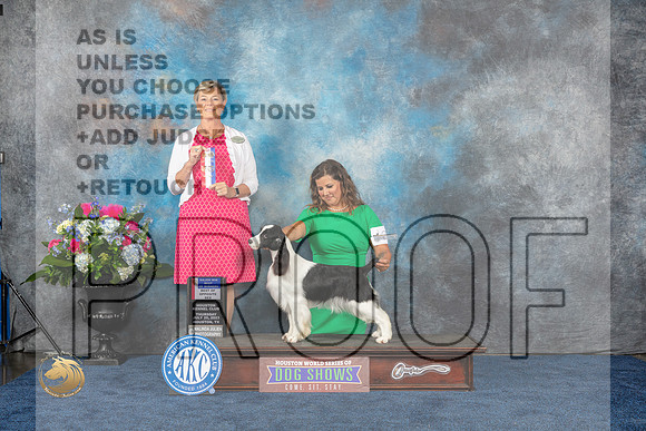 English Springer Spaniel #16 Thurs BOW BO Judge Cheryl PatersonMJP_2852_HOUSTON_2023_HR3