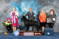 Flat Coat Retriever #9 Thur RBIS Judge Cheryl Patterson