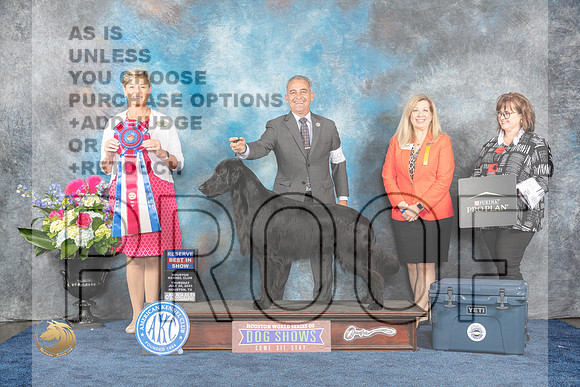 Flat Coat Retriever #9 Thur RBIS Judge Cheryl PattersonMJP_3308_HOUSTON_2023_HR3