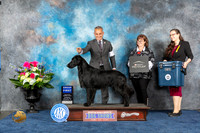 Flat Coated Retriever #9 Thur G1 Judge Cindy Lane