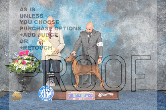 German PInscher #5 Thur G3 Judge Ericky LiebesMJP_3233_HOUSTON_2023_HR3