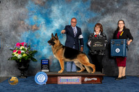 German Shepherd Dog #7 Thurs G1 Judge Charles Olvis