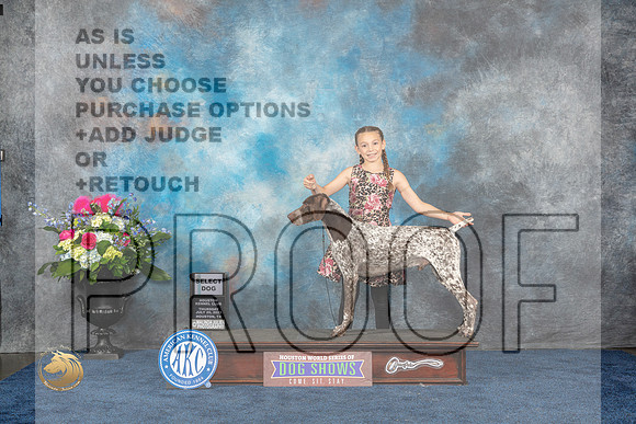 German Shorthaired Pointer #43 Thurs SD Judge Joan LiebesMJP_3058_HOUSTON_2023_HR3