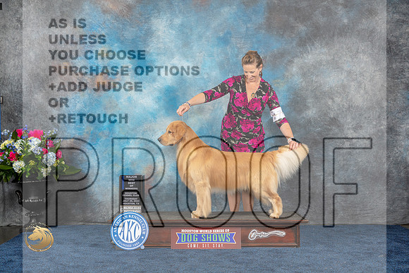Golden Retriever #25 WD BOW MAJ Judge Cindy LaneMJP_2639_HOUSTON_2023_HR3