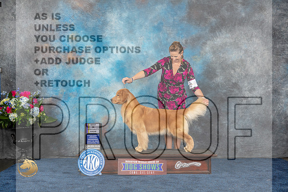 Golden Retriever #74 Wed BISS Judge Cheryl Paterson rMJP_2649_HOUSTON_2023_HR3