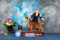 Irish Setter #10 Thur G4 Judge Cindy Lane