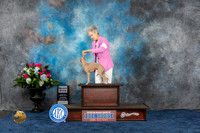 Italian Greyhound #56 Thurs SB MAJ Judge Muthard