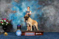 Mastiff #9 Thurs BOB OHBOB Judge Joe Deleo