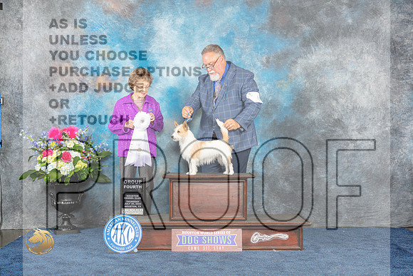 Portuguese Podengo Pequeno #6 Thur G4 Judge Pat TrotterMJP_3151_HOUSTON_2023_HR3