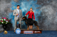 Rottweiler #16 Thurs WB BOW MAJ Judge Joe Deleo
