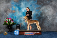 Saluki #J612 Thurs 1st Open Senior Judge Lori Wilson