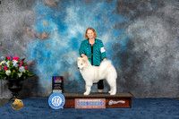 Samoyed #10 Thurs WB BOS Judge Eric Liebes