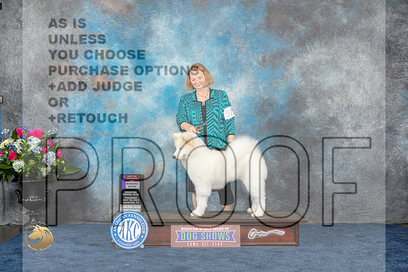 Samoyed #10 Thurs WB BOS Judge Eric LiebesMJP_2672_HOUSTON_2023_HR3