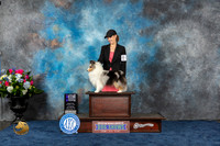 Sheltie #16 Thurs WB MAJ Judge Raymond Filburn Jr
