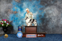 Sheltie #58 Wed RWB MAJ Judge Patricia Trotter
