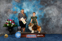 Sheltie #751 Thurs BJ Judge Lori Wilson