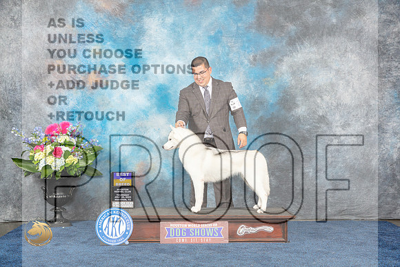 Siberian Husky #20 BOB Judge Joe DeleoMJP_3212_HOUSTON_2023_HR3