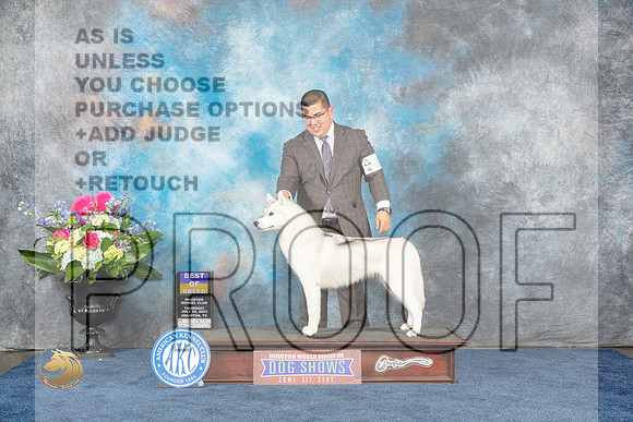 Siberian Husky #20 BOB Judge Joe DeleoMJP_3216_HOUSTON_2023_HR3