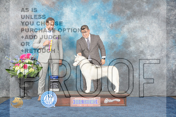 Siberian Husky #20 BOB Judge Joe DeleoMJP_3246_HOUSTON_2023_HR3