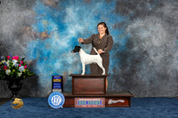 Smooth Fox Terrier #5 Wed BOB Judge Duff Harris