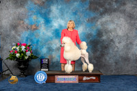 Standard Poodle #38 Thurs WB MAJ Judge Donnelle Richards