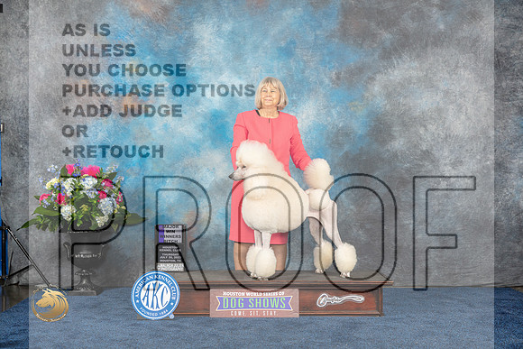 Standard Poodle #38 Thurs WB MAJ Judge Donnelle RichardsMJP_2882_HOUSTON_2023_HR3