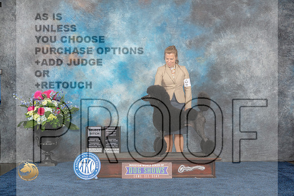 Standard Poodle #44 Thurs SB OHBOV Judge Donnelle RichardsMJP_3048_HOUSTON_2023_HR3