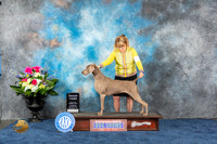 Weimaraner #10 Thur G3 Judge Cindy Lane