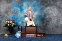 West Highland White Terrier #5 Thurs 1st BB WD NC Judge Del Richards