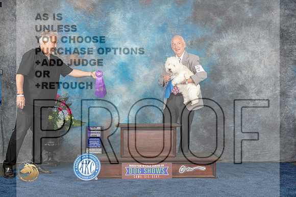 West Highland White Terrier #5 Thurs 1st BB WD NC Judge Del RichardsMJP_2451_HOUSTON_2023_HR3