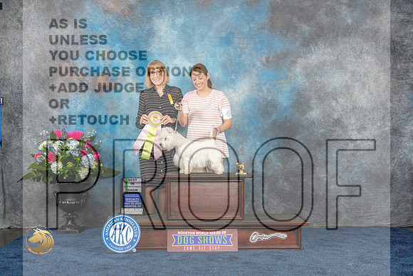 West Highland White Terrier #8 Thurs BISw BW MAJ Judge Paula CohenMJP_2472_HOUSTON_2023_HR3