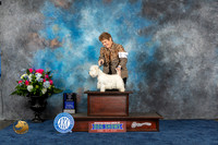 West Highland White Terrier #8 Thurs BO BOW MAJ Judge Del Richards