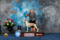 Whippet #26 Thurs BOW MAJ Judge Ken Levison