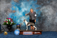 Whippet #30 Thurs BOB Judge Ken Levison