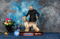 Afghan Hound #19 Wed SBIS Judge Marla Capozzi r