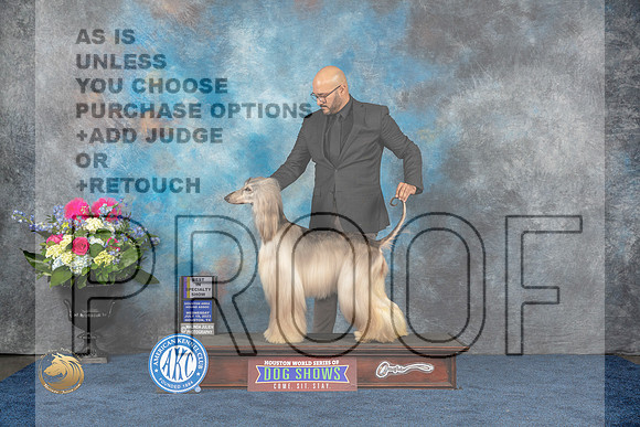 Afghan Hound #19 Wed SBIS Judge Marla Capozzi rMJP_4075_HOUSTON_2023_HR3