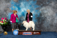 American Eskimo #9 Fri OHG3 Judge Donnelle Richards