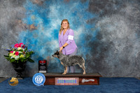 Australian Cattle Dog #8 Fri WB BOS Judge Eric Liebes