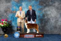 Australian Shepherd #26 Fri BOB Judge Eric Liebes