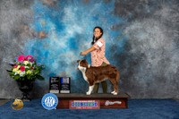 Australian Shepherd #7 Fri BOV BP 9 12 Judge Eric Liebes