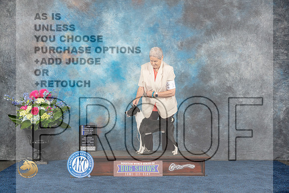 Basenji #15 Fri WD BOW MAJ NC Judge?MJP_3649_HOUSTON_2023_HR3