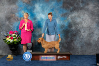Basset Fauve de Bretagne #5 Fri BIM NCM Judge Cheryl Paterson