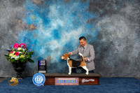 Beagle 15 #12 Fri WB Judge Ken Levison