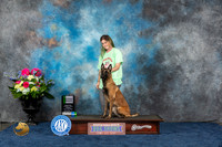 Belgian Malinois #39 Fri BNOV1 Judge Cheryl Tisdale