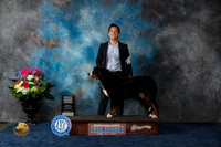 Bernese Mountain Dog #8 Fri PG3 Judge Pat Trotter