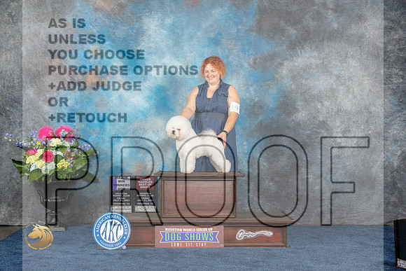 Bichon Frise #19 Fri WD OHBOB MAJ Judge Elizabeth MuthardMJP_3828_HOUSTON_2023_HR3