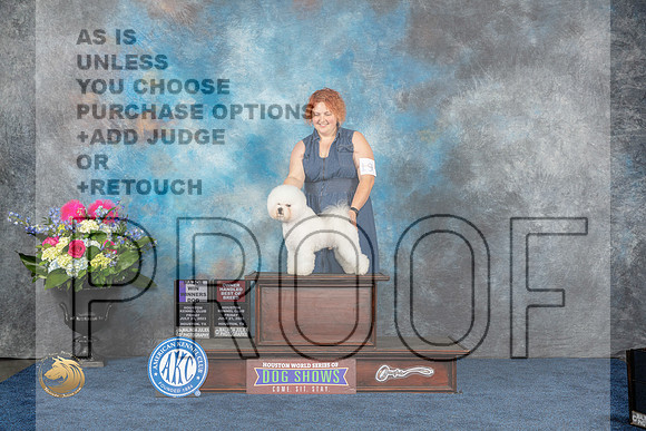 Bichon Frise #19 Fri WD OHBOB MAJ Judge Elizabeth MuthardMJP_3839_HOUSTON_2023_HR3